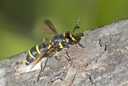 Ceriana conopsoides